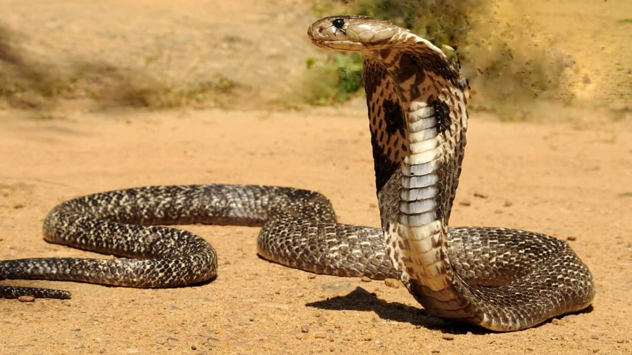 Cientistas se aproximam de ant&iacute;doto universal para picadas de cobra