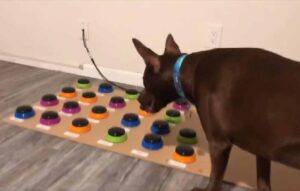 Cachorro aprende a 'falar' usando tecnologia
