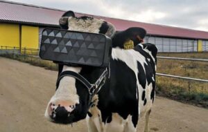 Vacas usam óculos de realidade virtual