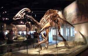 Doença de dinossauro atinge humanos