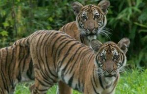 Tigre de zoológico de Nova York é diagnosticado com Covid-19