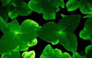 Canabidiol consegue destruir células cancerígenas