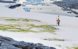 Neve da Antártica está ficando verde