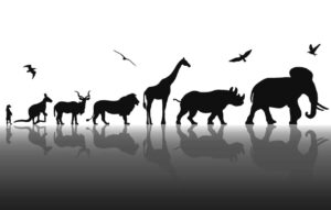 Paleontólogos imaginam como serão animais do futuro