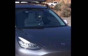 Cachorro dirige Tesla Model 3