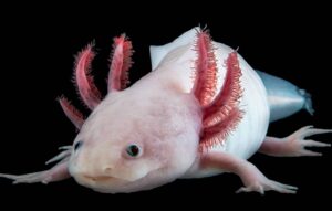 Cientistas estudam genoma da salamandra para entender regeneração