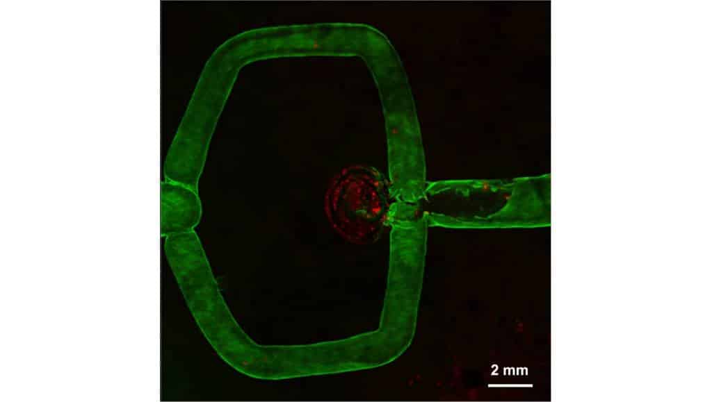 Reprodução / Kang et al., Biofabrication, 2020