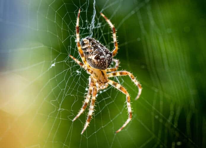 Aranha grudada na teia