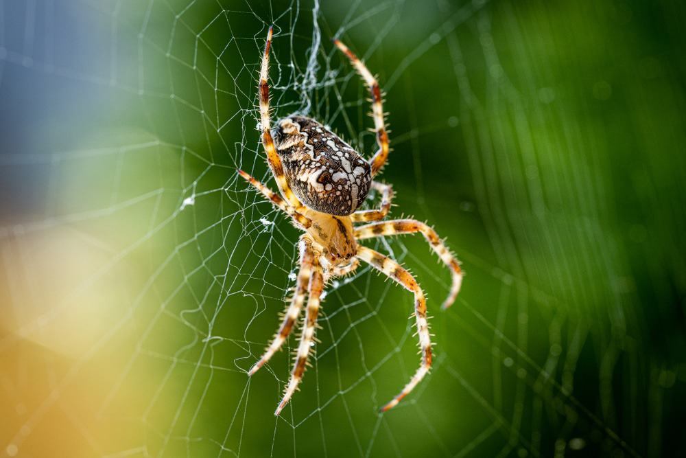 Aranha grudada na teia