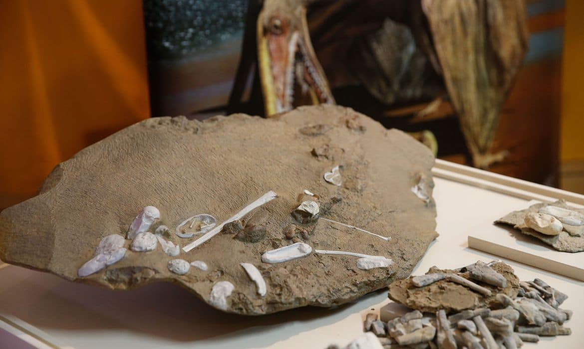 Reprodução de fóssil de pterossauro em exposição na China