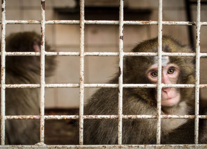 Nasa sacrificou 27 macacos no ano passado, afirma jornal
