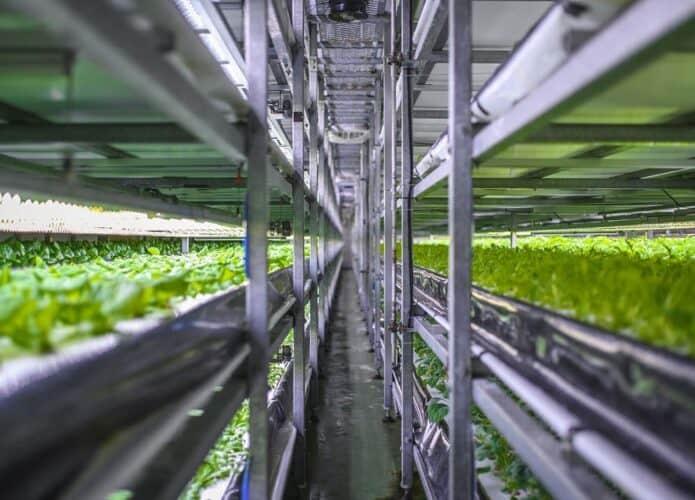 Prataleiras com alface na fazenda vertical da Nordic Harvest