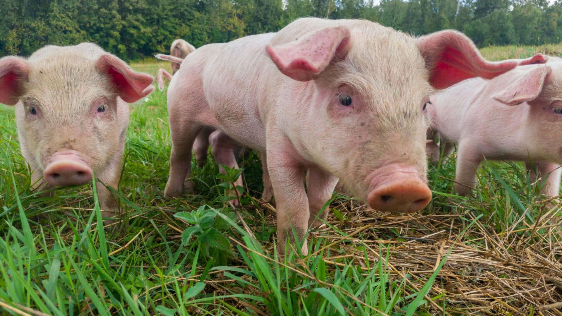 Porcos domesticados cocaína