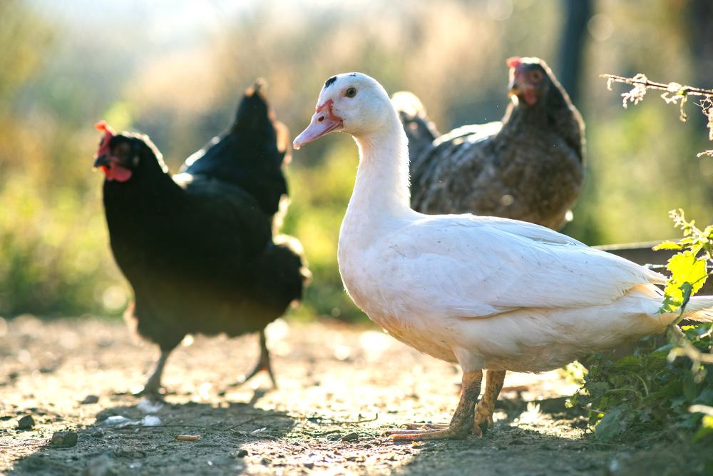 patos e galinhas