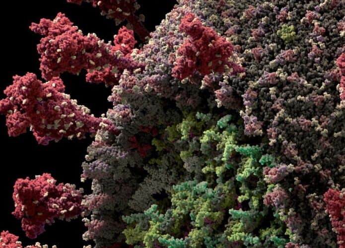 Coronavirus_3D-695x500