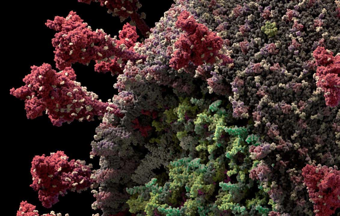 Coronavirus_3D