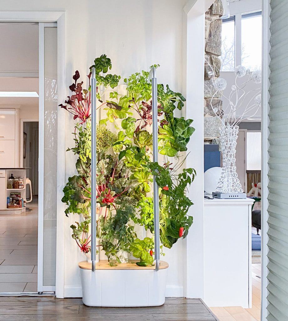 Horta tecnológica permite cultivar vegetais em casa
