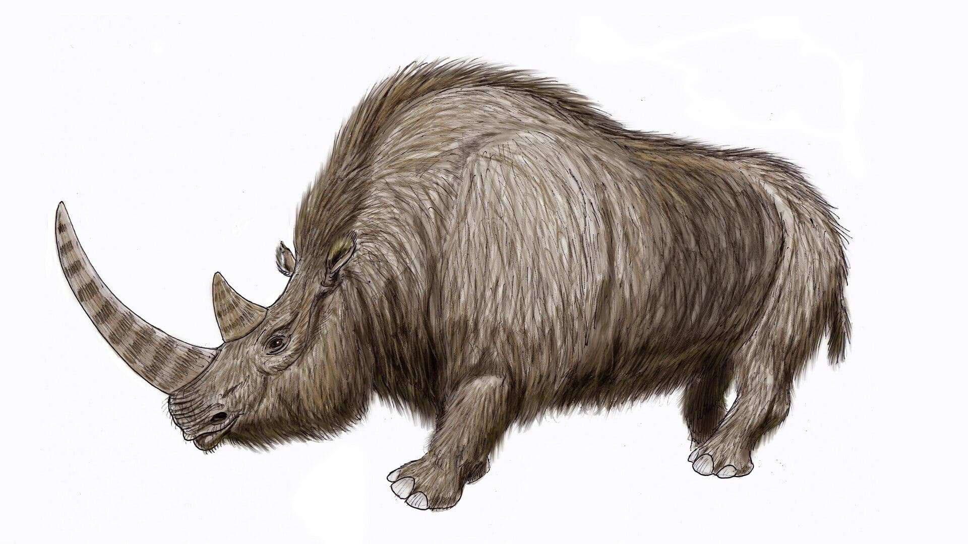 Wooly_Rhino15-1920x1080