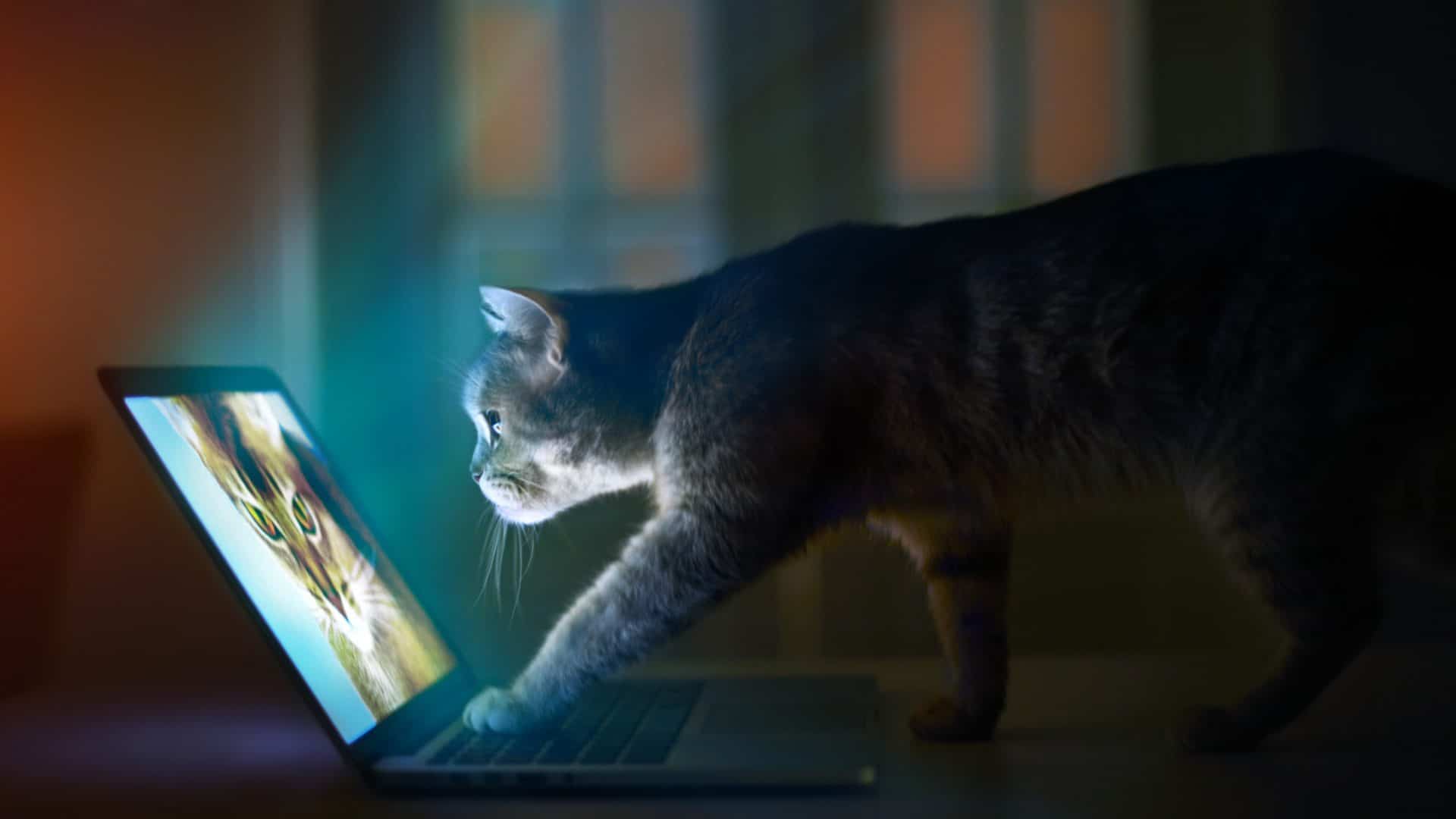 gato_tela_shutterstock_730813486-1920x1080