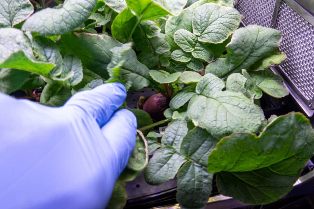rabanete cultivado dentro da espaçonave iss