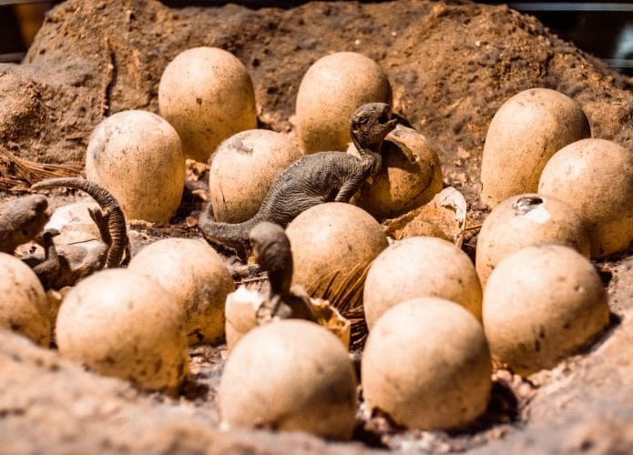 Filhotes de dinossauro