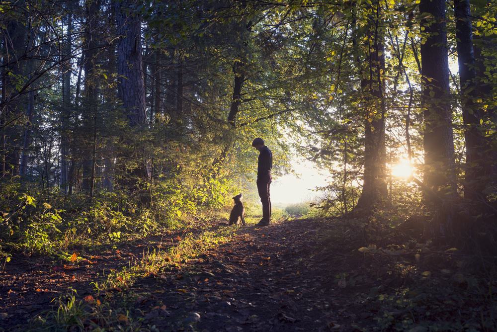 Homem andando seu cão na floresta