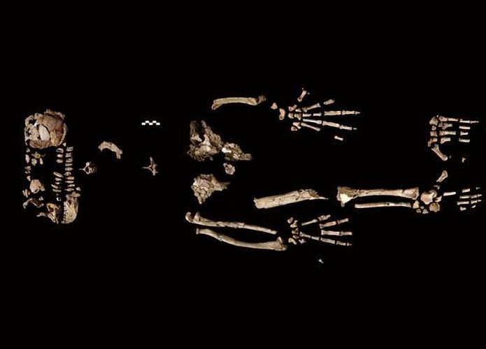 Esqueleto fóssil de um Ardipithecus Ramidus chamado