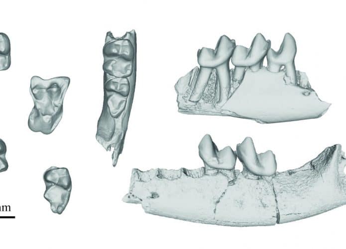 Vários fósseis da mandíbula de primatas do gênero Purgatorius, o mais antigo de que se tem registro