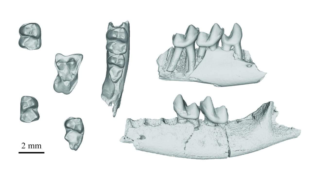 Vários fósseis da mandíbula de primatas do gênero Purgatorius, o mais antigo de que se tem registro