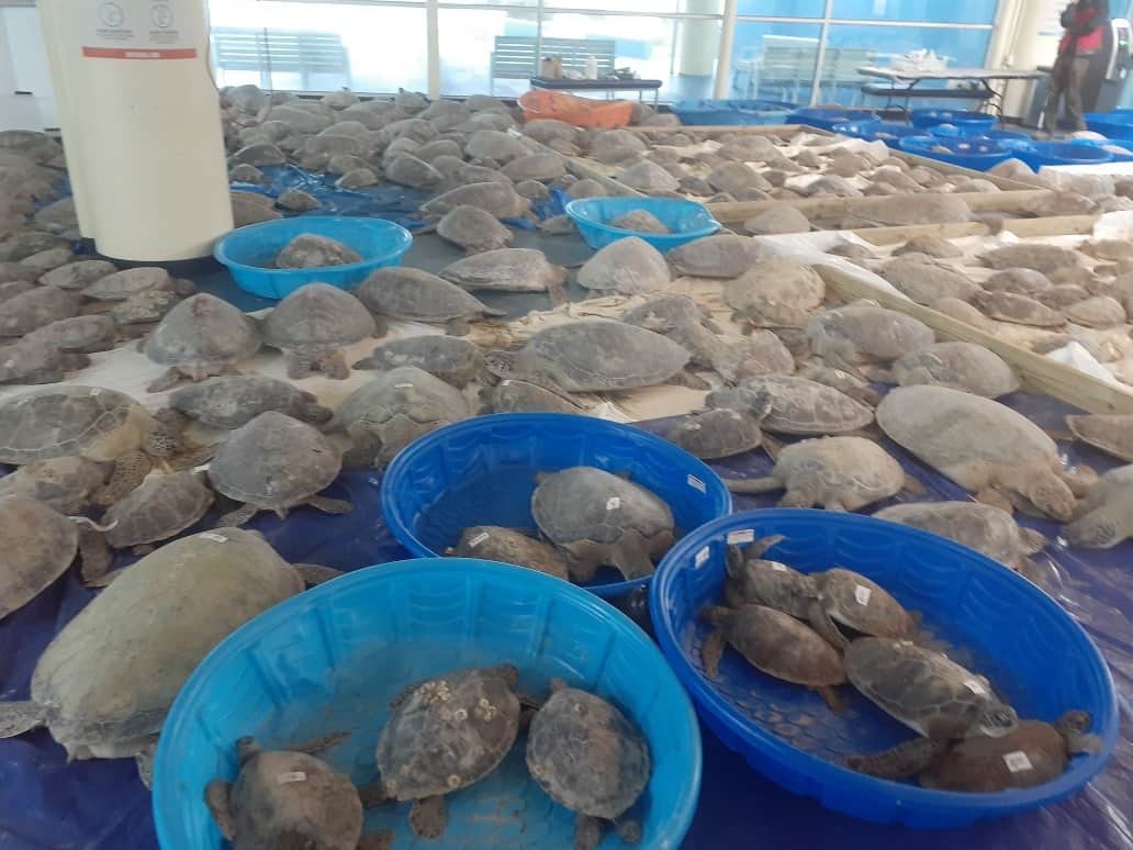 Foto mostra milhares de tartarugas marinhas resgatadas em South Padre, no Texas
