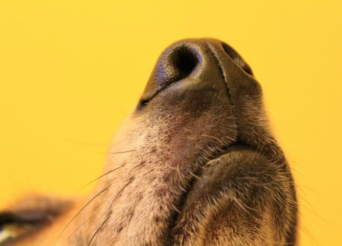 olfato cães