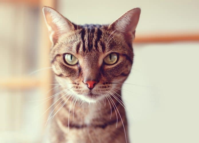 Gato