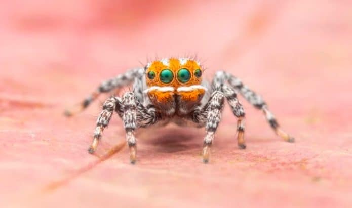 Aranha-Nemo-695x411