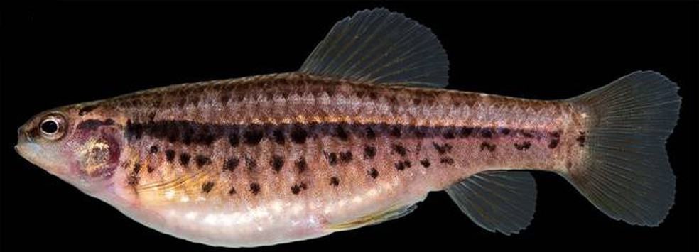 Foto da nova espécie de Peixe encontrada no DF