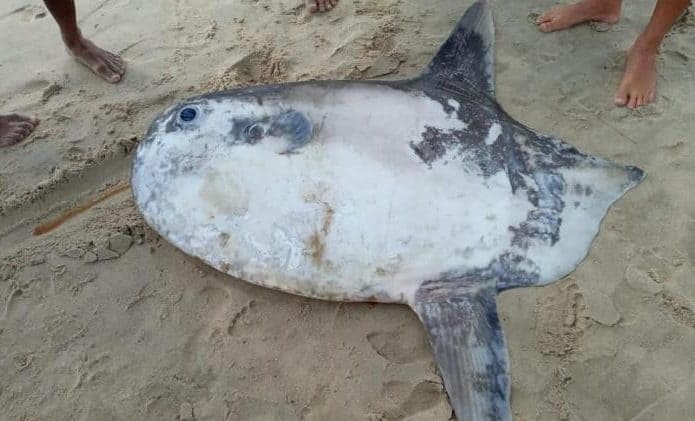 Peixe-lua-695x421