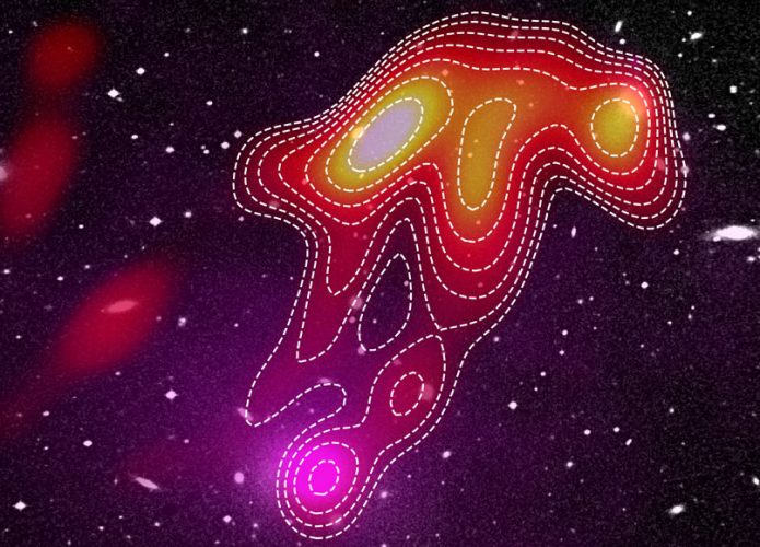 US-Jellyfish-695x500