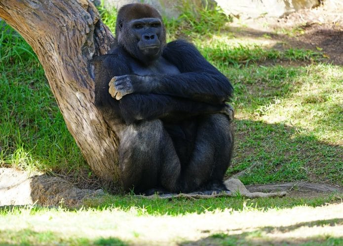 Zoológico de San Diego