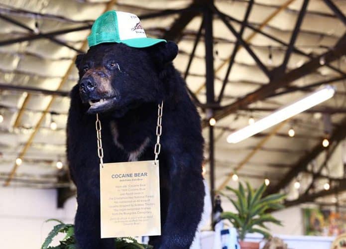 Urso cocaína