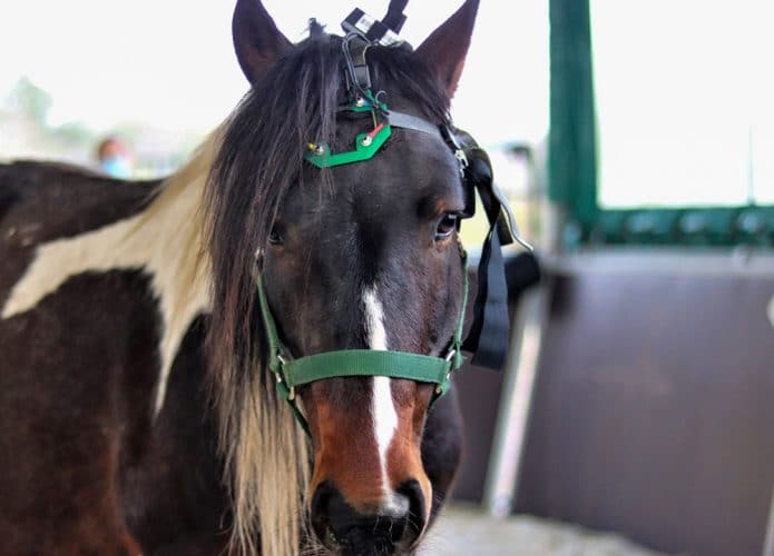 cavalo-teste-ondas-cerebrais-695x500