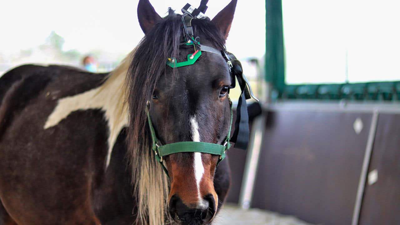 cavalo-teste-ondas-cerebrais