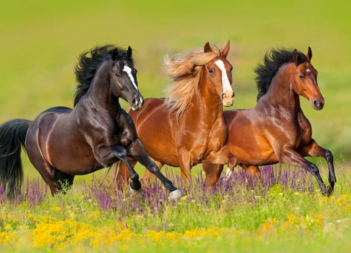 Cavalos eram transportados da Escandinávia há mil anos por motivos sombrios