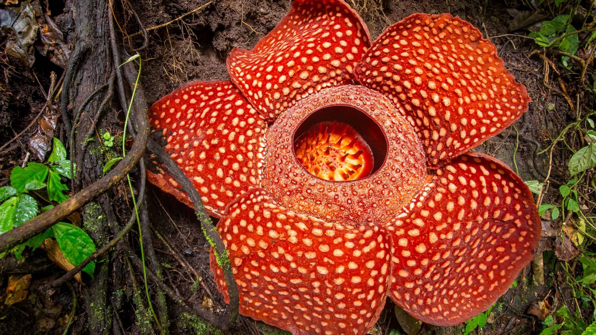 Maior flor do mundo é encontrada na Ásia e cheira a carne podre. Imagem: Shutterstock
