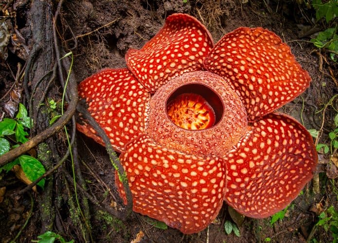 Maior flor do mundo é encontrada na Ásia e cheira a carne podre. Imagem: Shutterstock