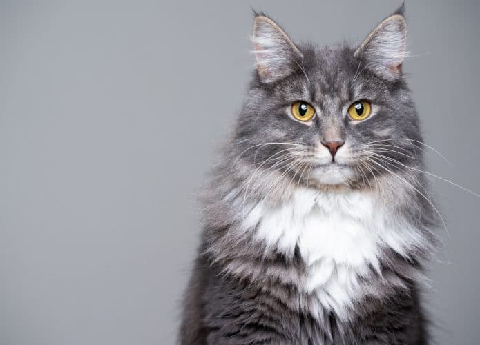 Gata doméstica é diagnosticada com o novo coronavírus