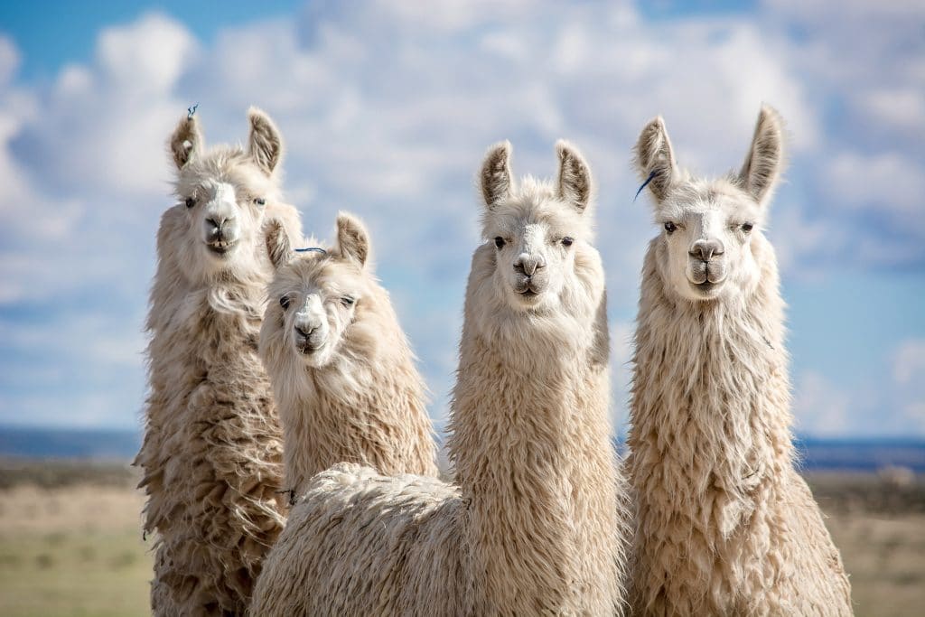 Grupo de camelídeos encarando a câmera