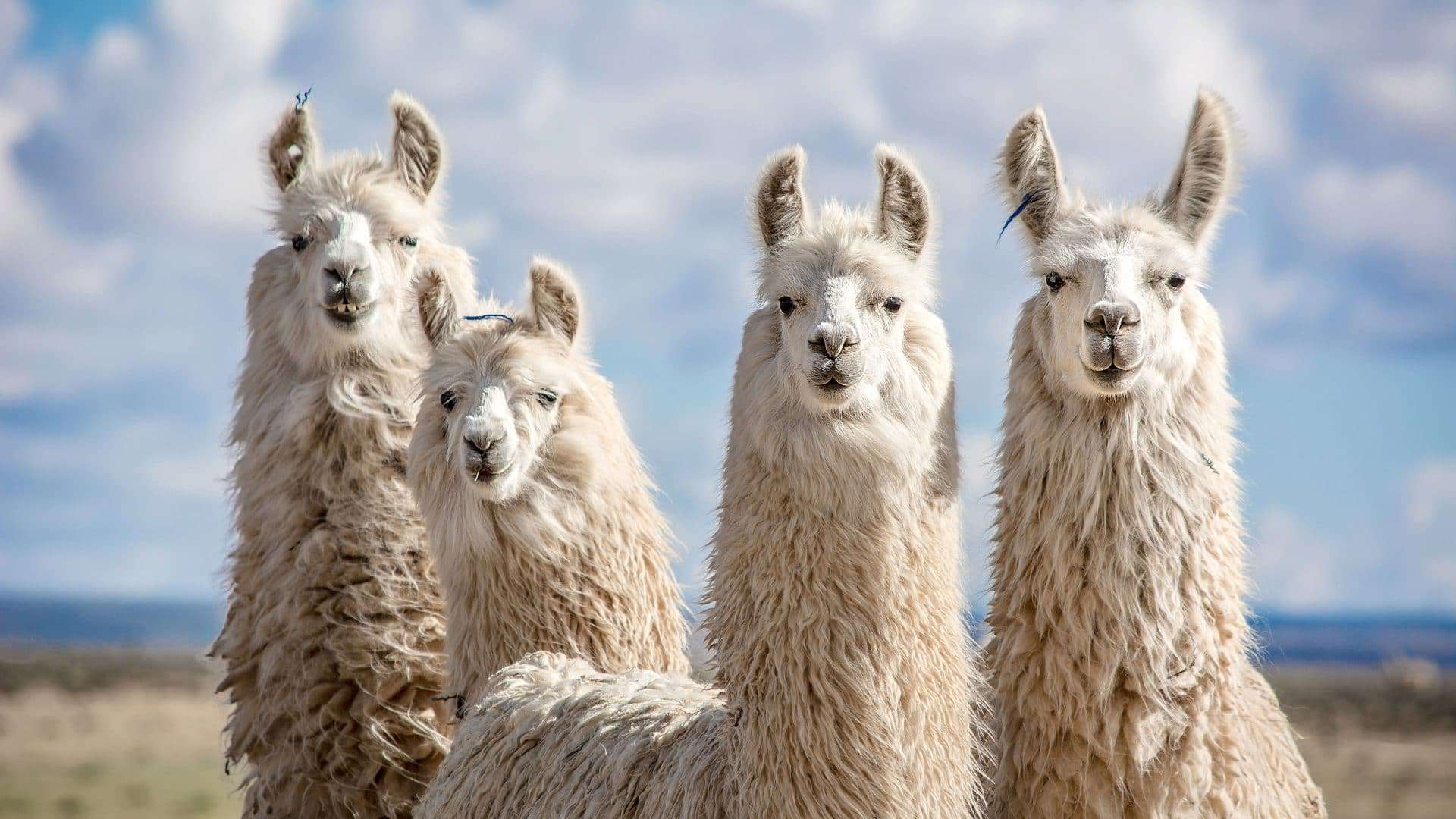 Grupo de camelídeos encarando a câmera