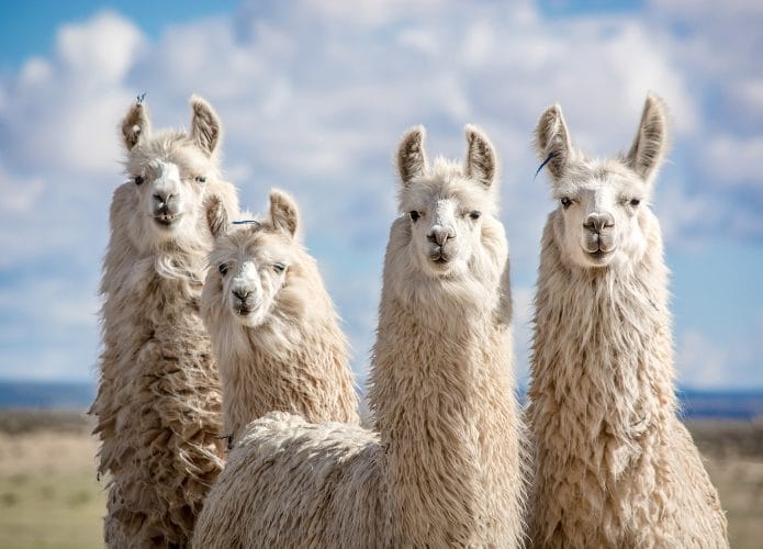 Grupo de camelídeos encarando a câmera