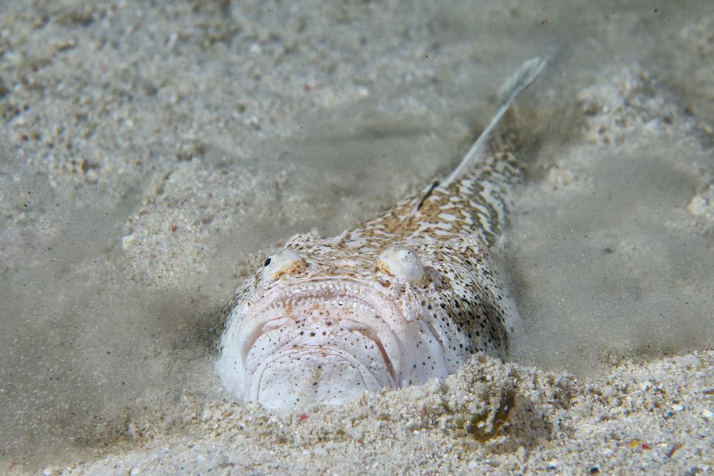 Stargazer é um peixe venenoso