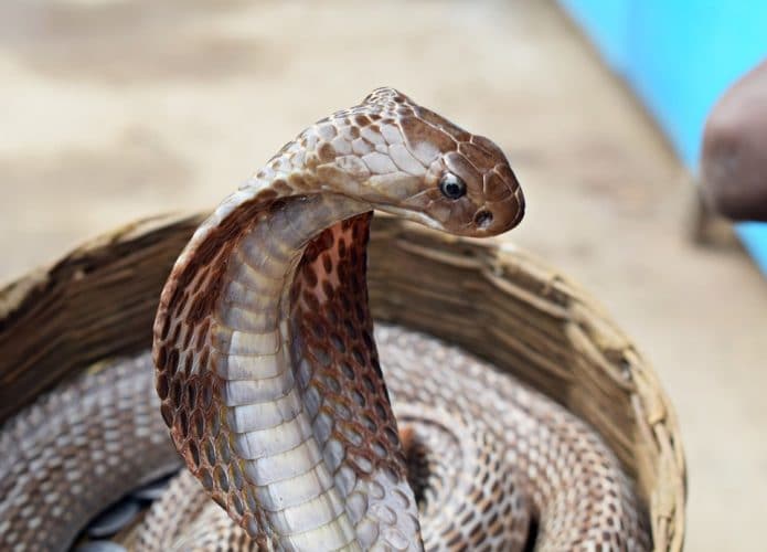 Cobra-Venenosa-695x500