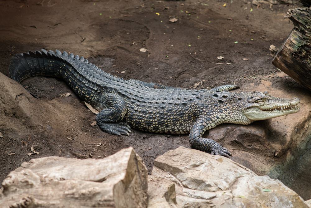 Crocodilo siamês